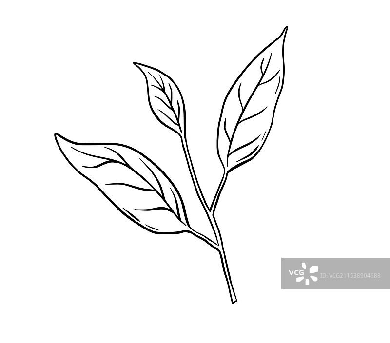 树叶分支线条艺术轮廓涂鸦绘画图片素材