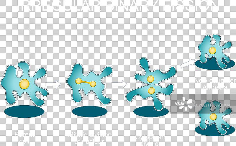 变形虫的不规则二分裂无性繁殖图片素材