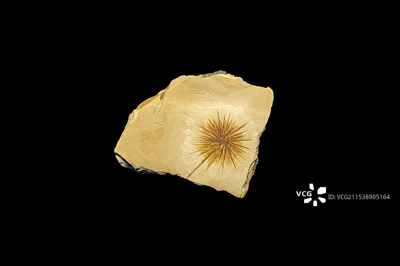 张家口地质博物馆藏斗篷海绵化石标本图片素材