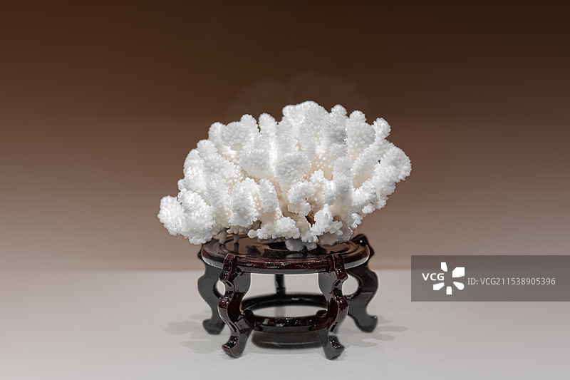 张家口地质博物馆藏白珊瑚标本图片素材