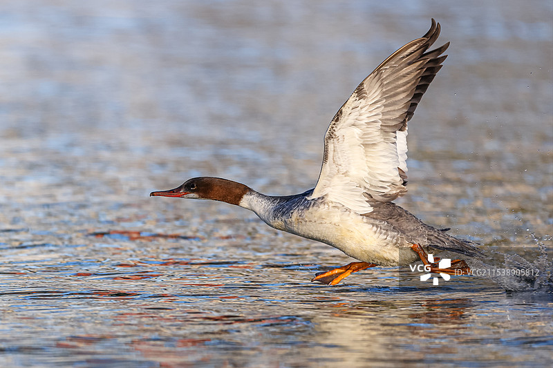 秋沙鸭起飞图片素材