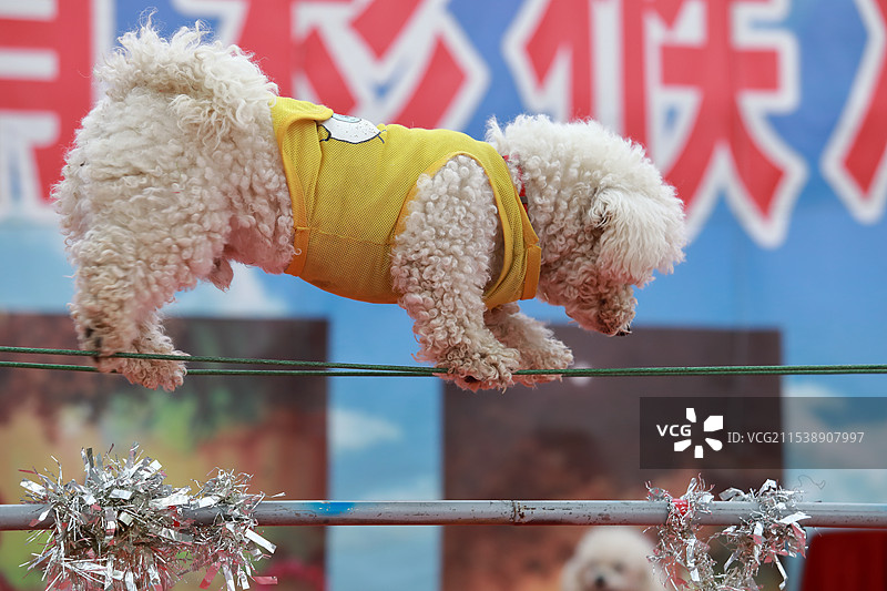 小狗杂技表演图片素材