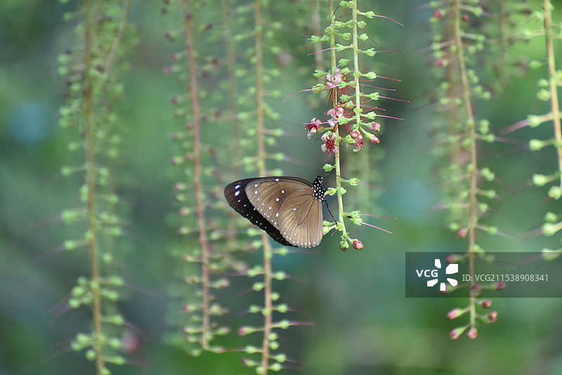 蝶恋花之蓝点紫斑蝶与红花玉蕊图片素材