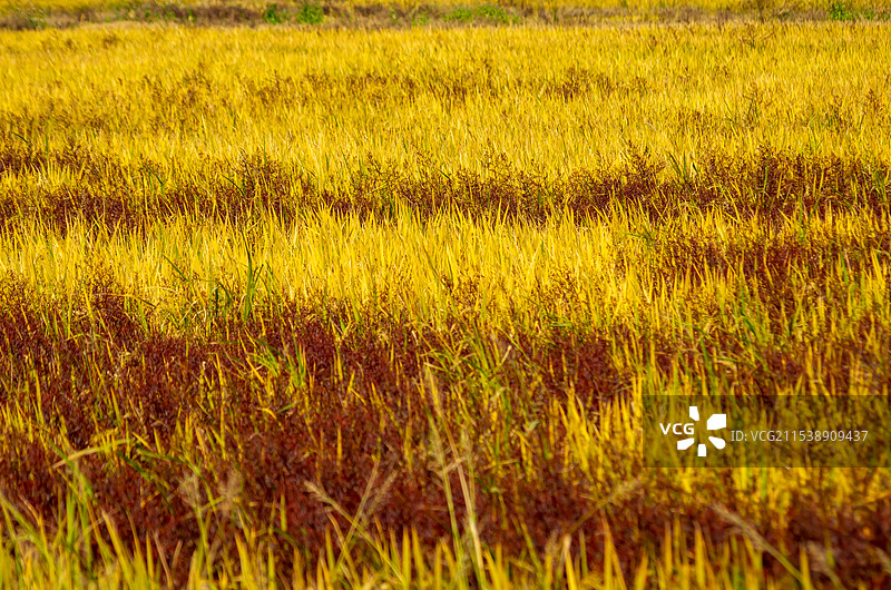 江门市，台山市崖门镇附近金黄红相间的稻田图片素材