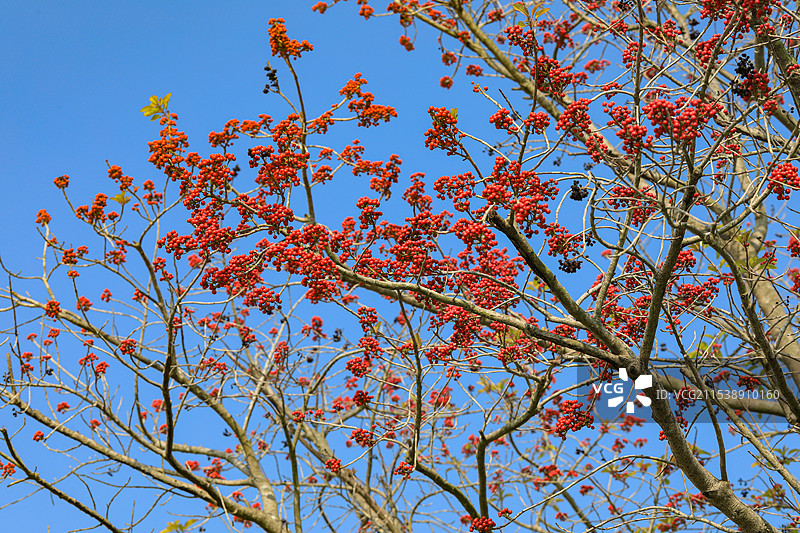 铁冬青图片素材
