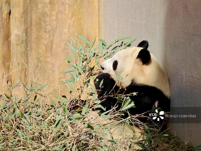 佛坪熊猫基地-吃播佳佳图片素材