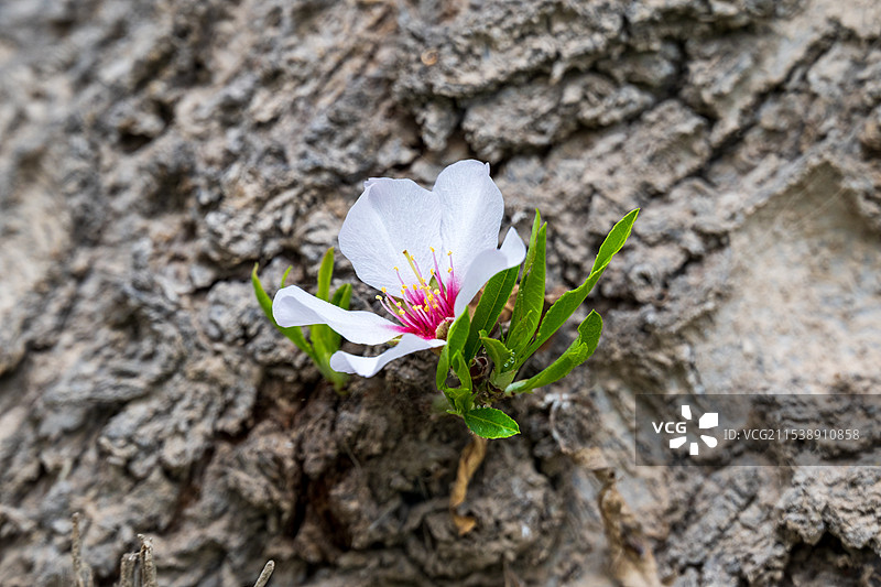 新疆莎车巴旦木花盛开图片素材
