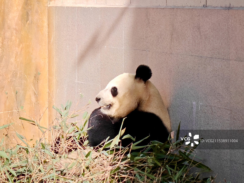 佛坪熊猫基地-吃播佳佳图片素材