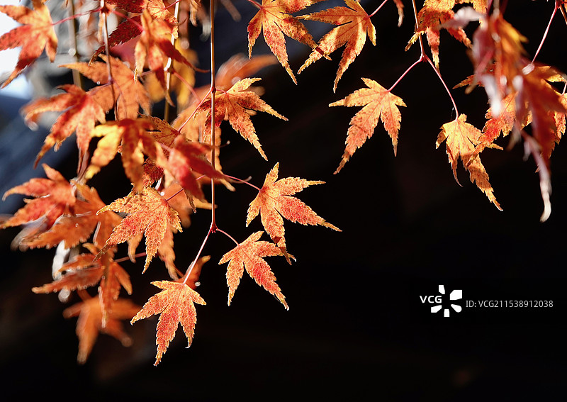 秋冬光影红枫图片素材