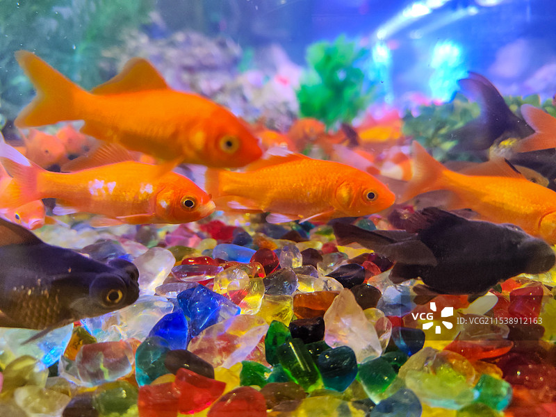 鱼儿在鱼缸里游泳的特写镜头图片素材