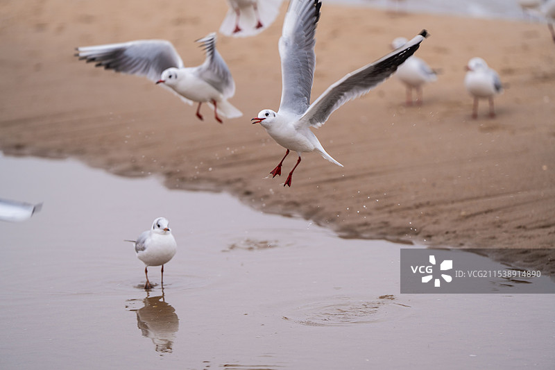 海鸥图片素材