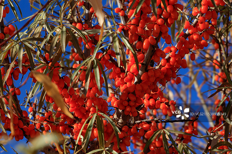 沙棘树图片素材