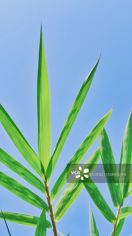 植物 竹叶 竹子图片素材