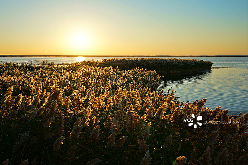 内蒙古额济纳，日出时分，居延海的芦苇荡图片素材