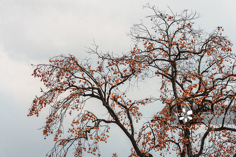 贵州遵义百年柿子树图片素材