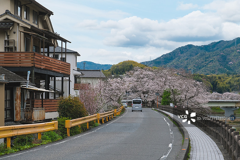 日本山口县岩国市蜿蜒的公路与路边盛开的樱花图片素材