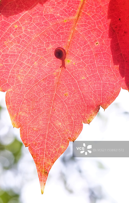 红色叶子上的迷你小蜗牛。微距图片素材