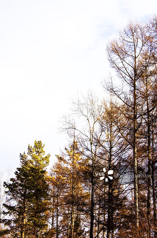 冬天的杉树图片素材