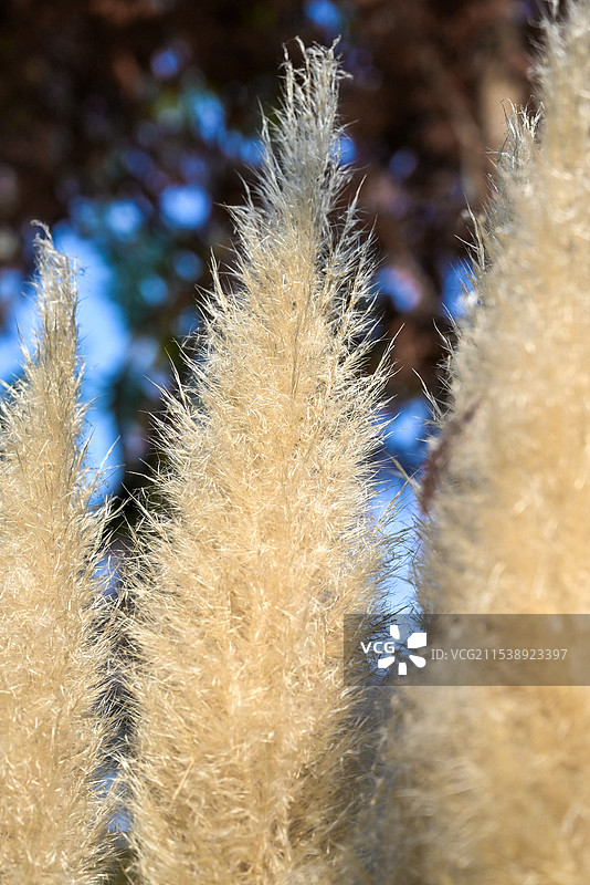 芦苇，摄于成都红石公园图片素材
