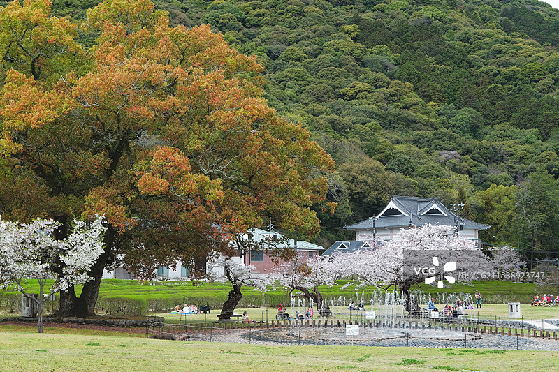 春天日本山口县岩国市吉香公园里的樱花和树木图片素材