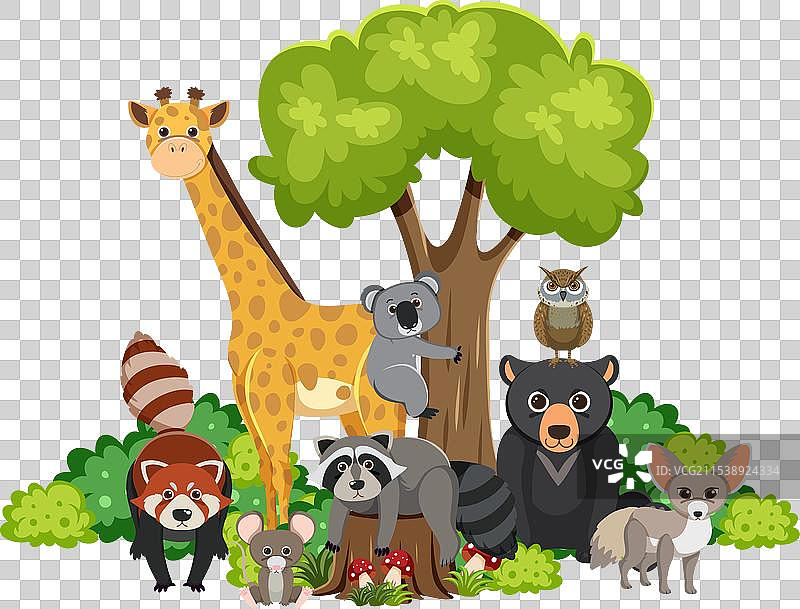 多样的野生动物聚集在树下图片素材
