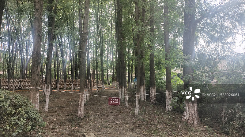 乌镇东栅树林图片素材