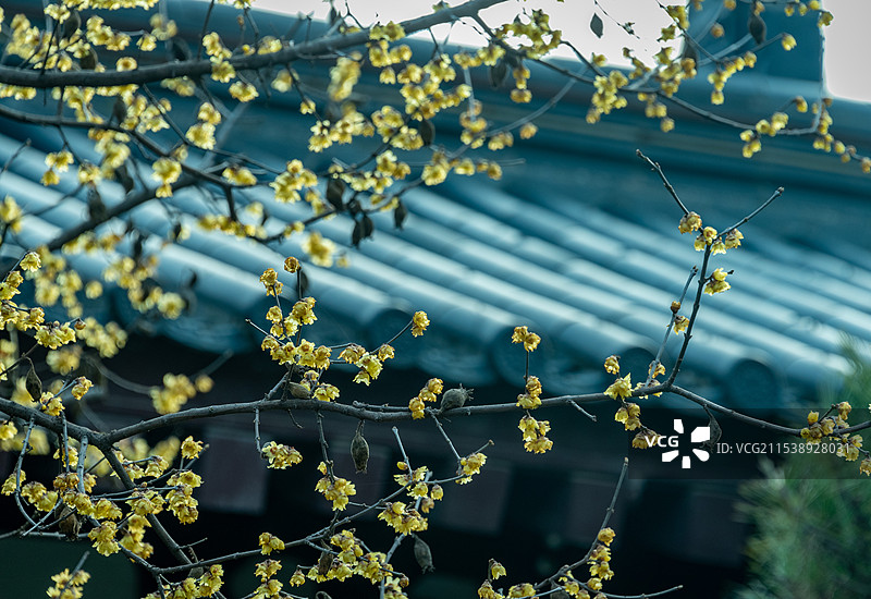 蓝天白云下的华清宫华清池遗址骊山国家森林公园，古色古香的芙蓉榭和芙蓉殿中式园林，腊梅盛开在屋檐旁图片素材