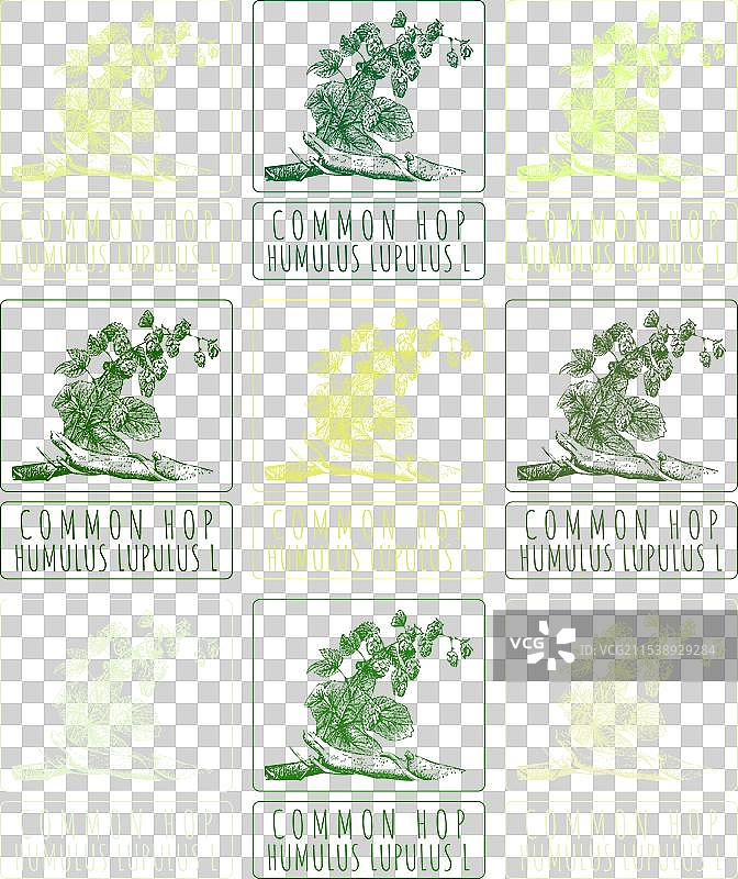 不同风格的普通啤酒花绘图集图片素材