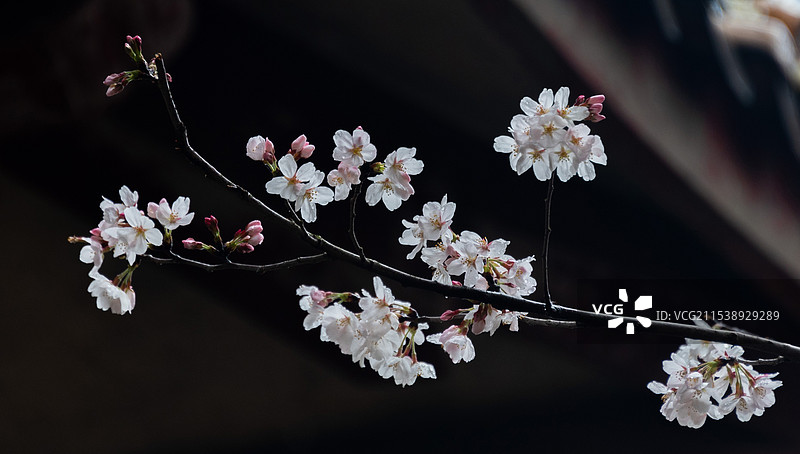 烟雨迷蒙的江南春天，无锡鼋头渚的樱花盛开，背景是古色古香的中式屋檐一角，春天到来的气息图片素材