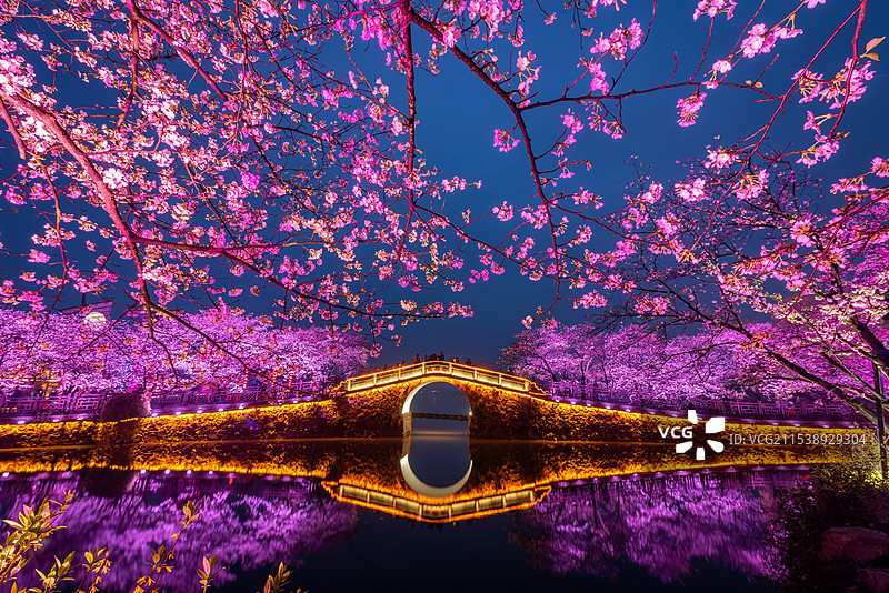 无锡鼋头渚的樱花盛开，夜幕开启华灯初上，夜景中的长春桥和樱花被灯光照亮，充满春天浪漫气息图片素材