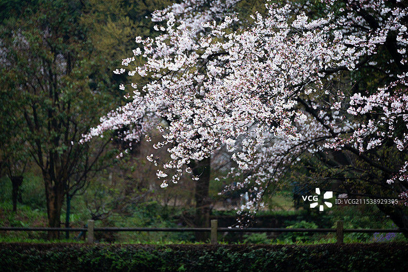 烟雨迷蒙的江南春天，无锡鼋头渚的樱花盛开密密麻麻挂满枝头，春天到来的气息图片素材