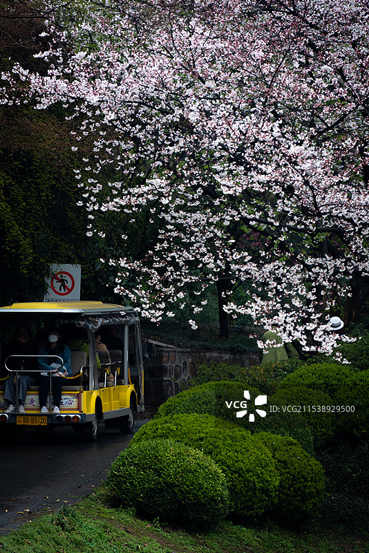 烟雨迷蒙的江南春天，无锡鼋头渚的樱花盛开密密麻麻挂满枝头，春天到来的气息，一辆观光车开过图片素材