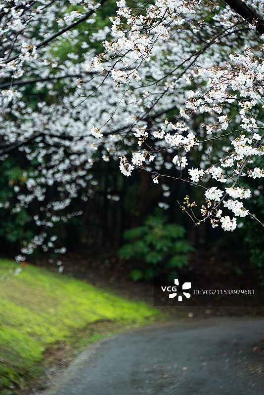 烟雨迷蒙的江南春天，无锡鼋头渚的樱花盛开密密麻麻挂满枝头，春天到来的气息图片素材
