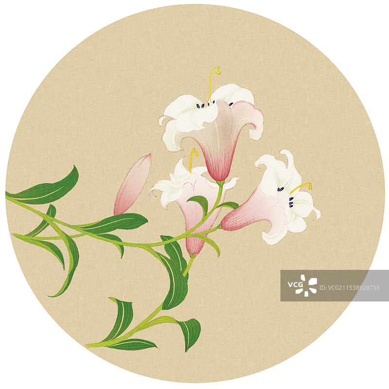 百合花图片素材