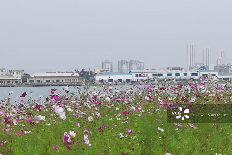 波斯菊图片素材