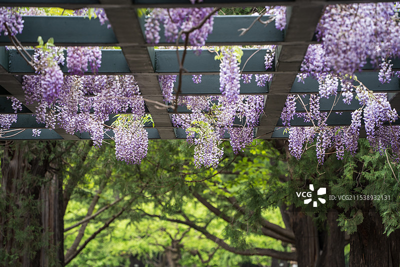 北京中山公园紫藤图片素材