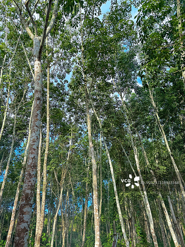 橡胶林图片素材