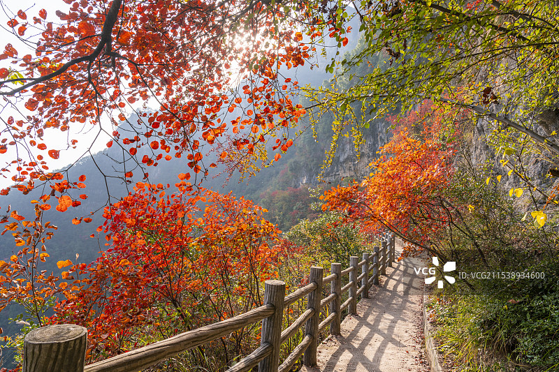 重庆巫山神女景区里红叶掩映的山间小路图片素材