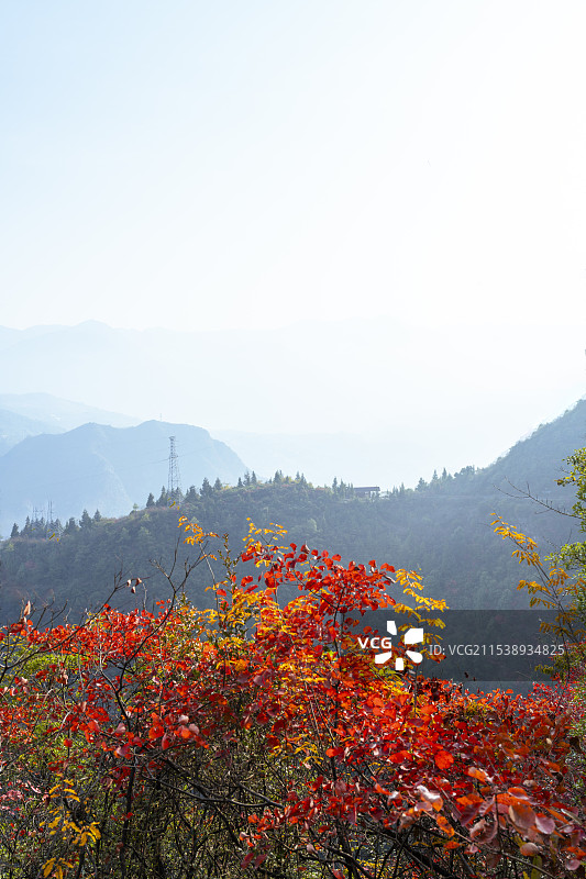 重庆巫山神女景区里红叶图片素材