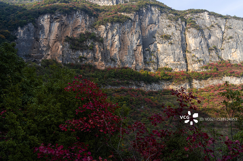 重庆巫山神女景区悬崖峭壁上的红叶图片素材
