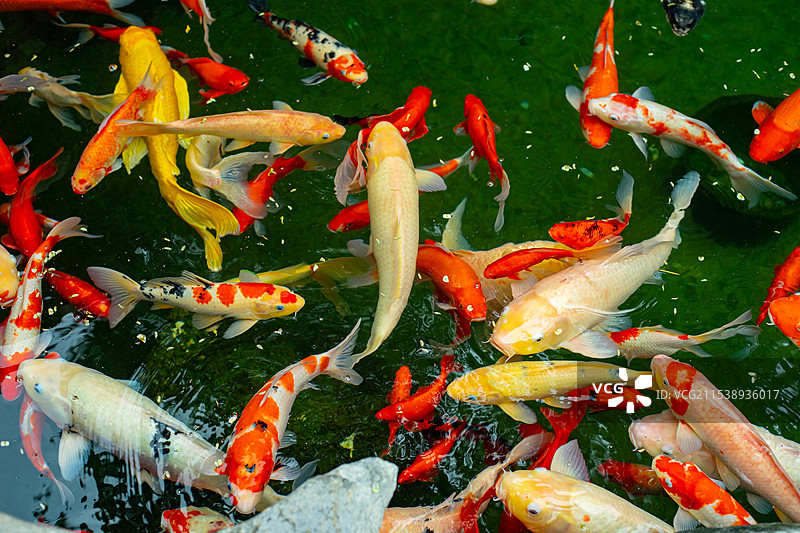 中国野生动物野外动物拍摄主题，鱼池鱼塘里五颜六色的锦鲤正在觅食，户外白昼无人图像摄影图片素材