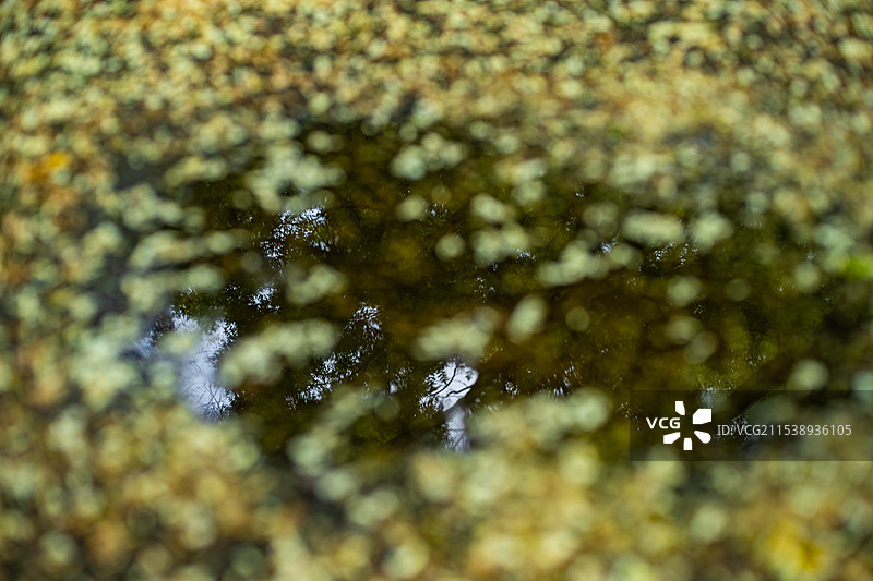 中国园林中式庭院拍摄主题，地面洋槐树落的花和下过的雨水，户外白昼无人图像摄影图片素材