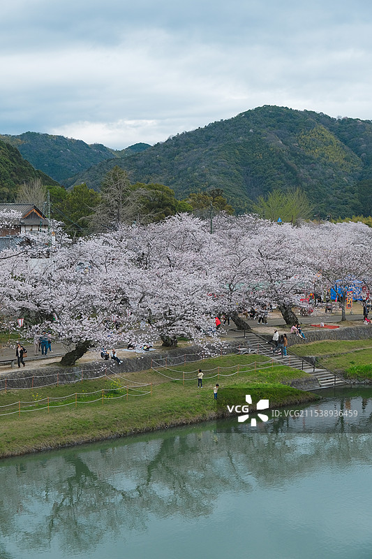 日本山口县岩国市高山与河岸边盛开的樱花图片素材