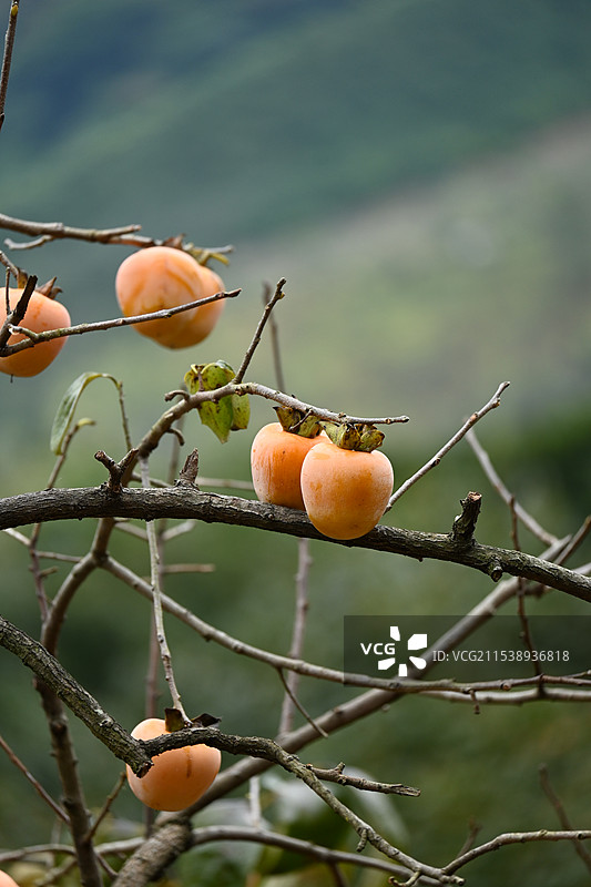 好柿发生图片素材