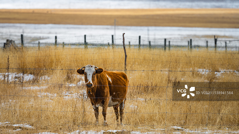 中国甘肃甘南州碌曲县尕海冬季风光图片素材