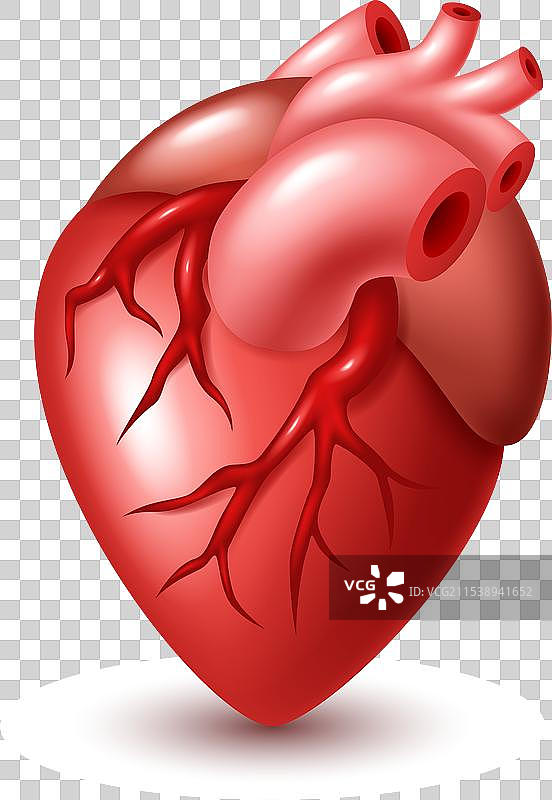 人类心脏图片素材