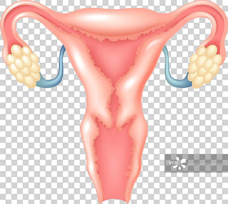女性生理系统图片素材
