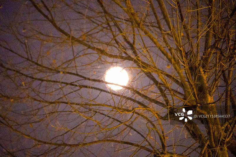 月夜树影图片素材