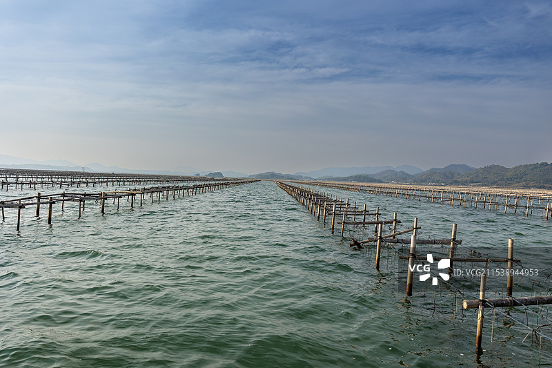 生蚝养殖场图片素材