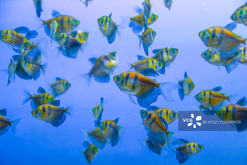 五彩斑斓的三角灯鱼群图片素材